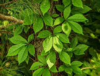 Přísavník pětilistý - Psí víno (rostliny)