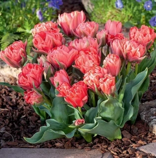 Tulipán Double Toronto 5ks cibulek
